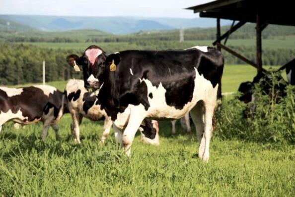 5dbdd12ed5117.jpg 3.jpg