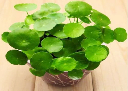 銅錢草如何擺放風水好