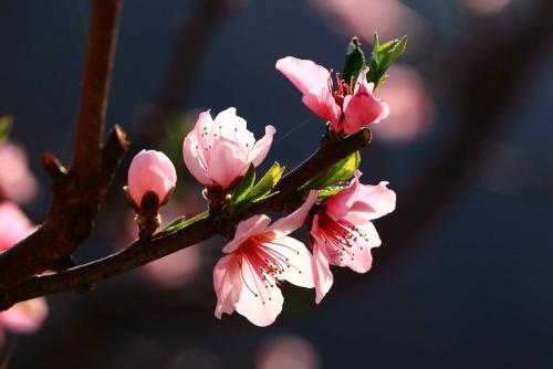 什么樣的女人無(wú)姻緣命 命中無(wú)姻緣的八字