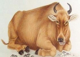 屬牛一生財(cái)運(yùn)如何 