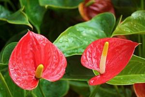 辦公室綠植擺放風水忌諱，辦公室怎樣養(yǎng)綠植旺事業(yè)