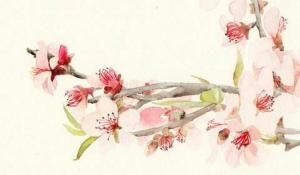 屋內(nèi)的財位那里擺什么好 綠植招財吉祥最佳