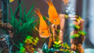 美發(fā)店魚缸風水學，魚的顏色風水，美發(fā)店養(yǎng)魚風水講究_資