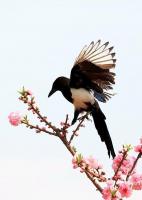 喜鵲風(fēng)水寓意有哪些象征，喜鵲的風(fēng)水意義？