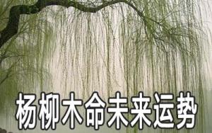 楊柳木命的男人一生命運(yùn)運(yùn)勢(shì)好不好
