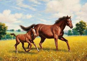 屬馬一生最克3個人，屬馬的和什么屬相最配、相克？