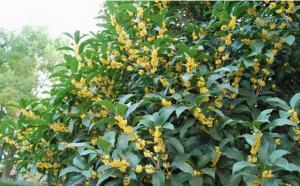 桂花樹栽在院子哪個(gè)位置好？