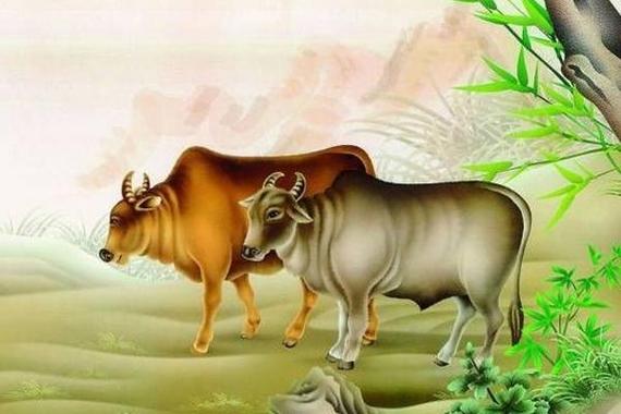 世界上最長壽的動物四大生肖
