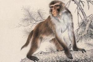 1992年是苦命猴還是富猴，十猴九苦是真的嗎？