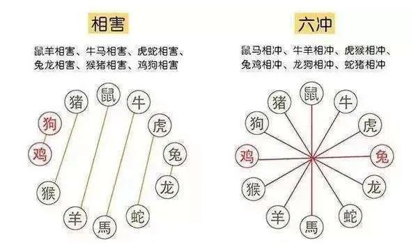 生肖相沖真的不能在一起嗎，怎么化解？