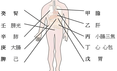 天干代表人身體的部位，十天干對(duì)應(yīng)身體各部位詳解！