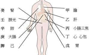 天干代表人身體的部位，十天干對應(yīng)身體各部位詳解！