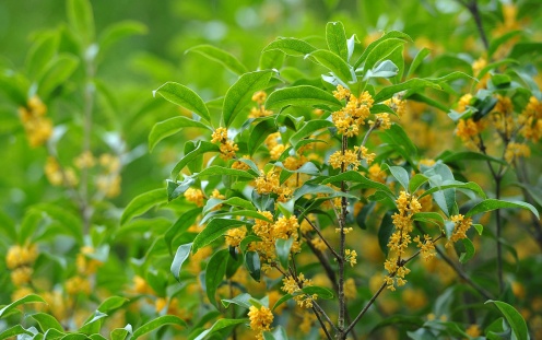門(mén)前種桂花樹(shù)的風(fēng)水禁忌