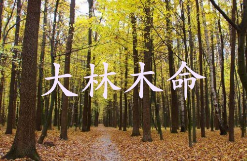 大林木命的男人的命運