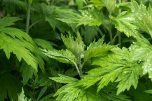 艾草種在大門(mén)左邊還是右邊好