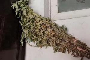 干艾草掛門(mén)上最忌諱三個(gè)原因
